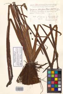 Sparganium eurycarpum subsp. coreanum (H.Lév.) C.D.K.Cook & M.S.Nicholls, Siberia, Russian Far East (S6) (Russia)