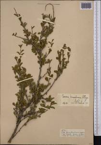 Prunus prostrata var. concolor (Boiss.) Lipsky, Middle Asia, Pamir & Pamiro-Alai (M2)