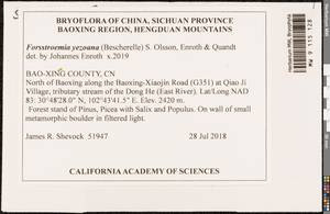 Forsstroemia yezoana (Besch.) S. Olsson, Enroth & D. Quandt, Bryophytes, Bryophytes - Asia (outside ex-Soviet states) (BAs) (China)