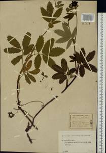 Comarum palustre L., Eastern Europe, Central forest region (E5) (Russia)