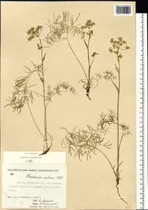 Ostericum tenuifolium (Pall. ex Spreng.) Y. C. Chu, Siberia, Yakutia (S5) (Russia)