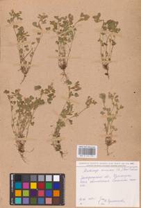 Medicago minima (L.) Bartal., Eastern Europe, South Ukrainian region (E12) (Ukraine)