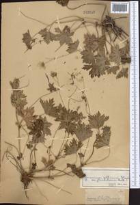 Geranium collinum Stephan ex Willd., Middle Asia, Dzungarian Alatau & Tarbagatai (M5) (Kazakhstan)