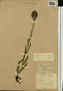 Pontechium maculatum (L.) Böhle & Hilger, Eastern Europe, Moscow region (E4a) (Russia)
