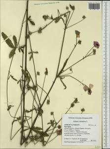 Althaea cannabina L., Western Europe (EUR) (Bulgaria)