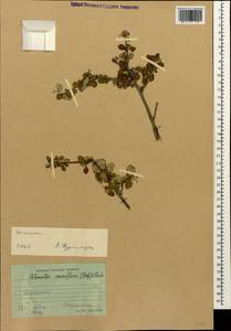 Cotoneaster suavis Pojark., Caucasus, Dagestan (K2) (Russia)