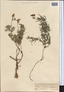 Vicia subvillosa (Ledeb.)Boiss., Middle Asia, Western Tian Shan & Karatau (M3) (Kazakhstan)