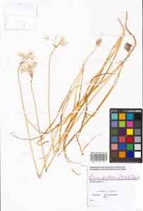 Allium paradoxum (M.Bieb.) G.Don, Eastern Europe, Moscow region (E4a) (Russia)
