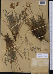 Hedysarum schellianum Knjaz., Middle Asia, Muyunkumy, Balkhash & Betpak-Dala (M9) (Kazakhstan)