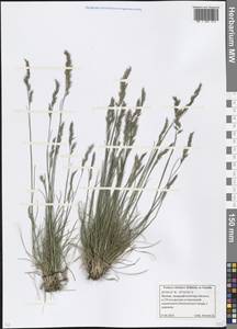 Festuca valesiaca Schleich. ex Gaudin, Eastern Europe, Moscow region (E4a) (Russia)