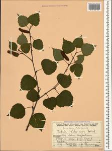 Betula pubescens var. litwinowii (Doluch.) Ashburner & McAll., Caucasus, Dagestan (K2) (Russia)