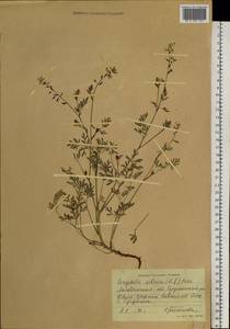 Corydalis sibirica (L. fil.) Pers., Siberia, Chukotka & Kamchatka (S7) (Russia)