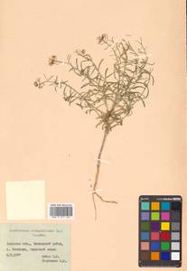 Dontostemon integrifolius (L.) Ledeb., Siberia, Russian Far East (S6) (Russia)