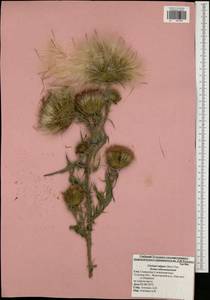 Cirsium vulgare (Savi) Ten., Eastern Europe, Central region (E4) (Russia)