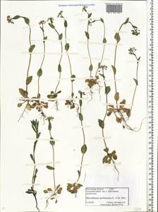Noccaea perfoliata (L.) Al-Shehbaz, Eastern Europe, Rostov Oblast (E12a) (Russia)