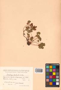 Saxifraga bracteata D. Don, Siberia, Russian Far East (S6) (Russia)