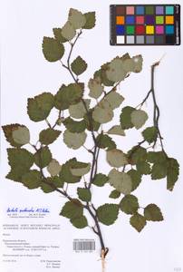 Betula pubescens subsp. pubescens, Eastern Europe, Northern region (E1) (Russia)