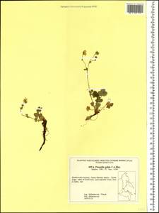 Potentilla crantzii subsp. gelida (C. A. Mey.) Soják, Siberia, Russian Far East (S6) (Russia)