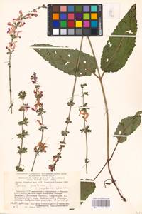 MHA 0 156 322, Salvia pratensis L., Eastern Europe, Lithuania (E2a) (Lithuania)