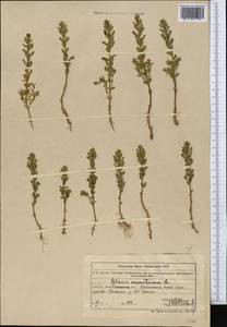 Lysimachia maritima (L.) Galasso, Banfi & Soldano, Middle Asia, Muyunkumy, Balkhash & Betpak-Dala (M9) (Kazakhstan)