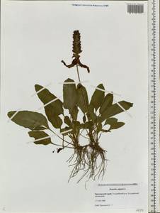 Prunella vulgaris subsp. asiatica (Nakai) H.Hara, Siberia, Russian Far East (S6) (Russia)