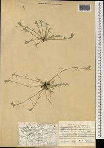 Sporobolus aculeatus (L.) P.M.Peterson, Mongolia (MONG) (Mongolia)