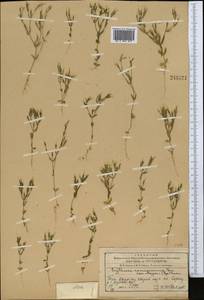 Centaurium pulchellum var. meyeri (Bunge) Omer, Middle Asia, Western Tian Shan & Karatau (M3) (Tajikistan)