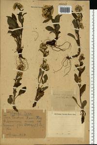 Solidago virgaurea subsp. minuta (L.) Arcang., Eastern Europe, Eastern region (E10) (Russia)