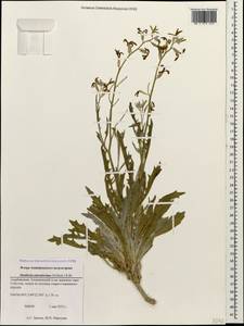 Matthiola odoratissima (M. Bieb.) W. T. Aiton, Caucasus, Azerbaijan (K6) (Azerbaijan)