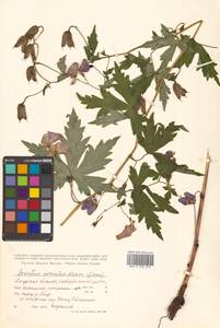 Aconitum sczukinii Turcz., Siberia, Russian Far East (S6) (Russia)