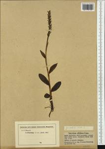 Pseudorchis albida (L.) Á.Löve & D.Löve, Western Europe (EUR) (Austria)
