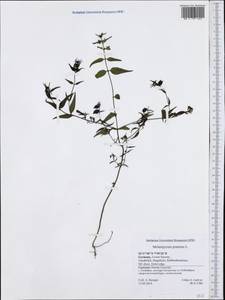 Melampyrum pratense L., Western Europe (EUR) (Germany)