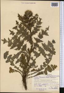 Carduus nutans subsp. leiophyllus (Petrovic) Arènes, Middle Asia, Northern & Central Kazakhstan (M10) (Kazakhstan)