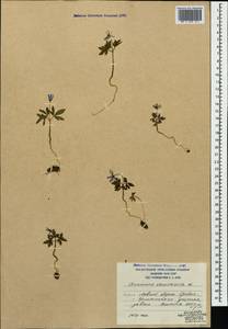 Anemone caucasica Willd. ex Rupr., Caucasus, South Ossetia (K4b) (South Ossetia)
