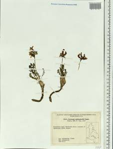 Oxytropis middendorffii Trautv., Siberia, Chukotka & Kamchatka (S7) (Russia)