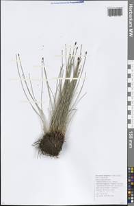 Eleocharis uniglumis (Link) Schult., Caucasus, Krasnodar Krai & Adygea (K1a) (Russia)