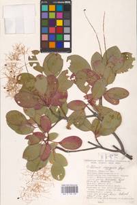 Cotinus coggygria Scop., Eastern Europe, South Ukrainian region (E12) (Ukraine)