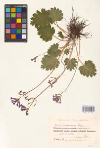 Primula kaufmanniana Regel, Middle Asia, Middle Asia (no precise locality) (M0)