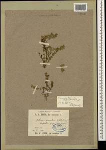 Cruciata taurica (Pall. ex Willd.) Ehrend., Caucasus, Black Sea Shore (from Novorossiysk to Adler) (K3) (Russia)