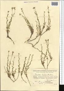 Noccaea trinervia (DC.) Steud., Middle Asia, Kopet Dag, Badkhyz, Small & Great Balkhan (M1) (Turkmenistan)