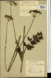 Pimpinella rhodantha Boiss., Caucasus, Azerbaijan (K6) (Azerbaijan)