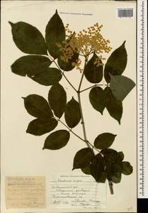 Sambucus nigra L., Caucasus, Stavropol Krai, Karachay-Cherkessia & Kabardino-Balkaria (K1b) (Russia)