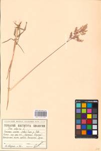 Poa alpina L., Siberia, Western Siberia (S1) (Russia)