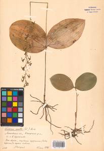 Neottia ovata (L.) Bluff & Fingerh., Eastern Europe, Moscow region (E4a) (Russia)