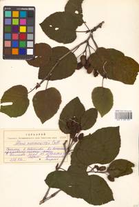 Alnus maximowiczii Callier, Siberia, Russian Far East (S6) (Russia)