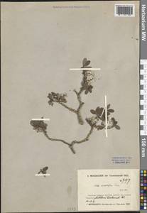 Salvia plebeia R.Br., South Asia, South Asia (Asia outside ex-Soviet states and Mongolia) (ASIA) (China)