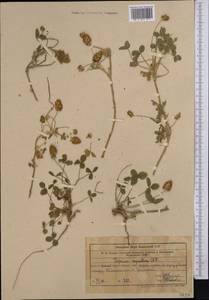 Trifolium fragiferum subsp. bonannii (C.Presl)Sojak, Middle Asia, Syr-Darian deserts & Kyzylkum (M7) (Kazakhstan)