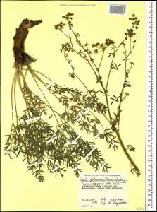 Seseli foliosum (Sommier & Lév.) Manden., Caucasus, Georgia (K4) (Georgia)