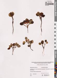 Orthilia secunda (L.) House, Siberia, Chukotka & Kamchatka (S7) (Russia)