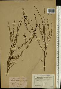 Linaria genistifolia (L.) Mill., Eastern Europe, North Ukrainian region (E11) (Ukraine)